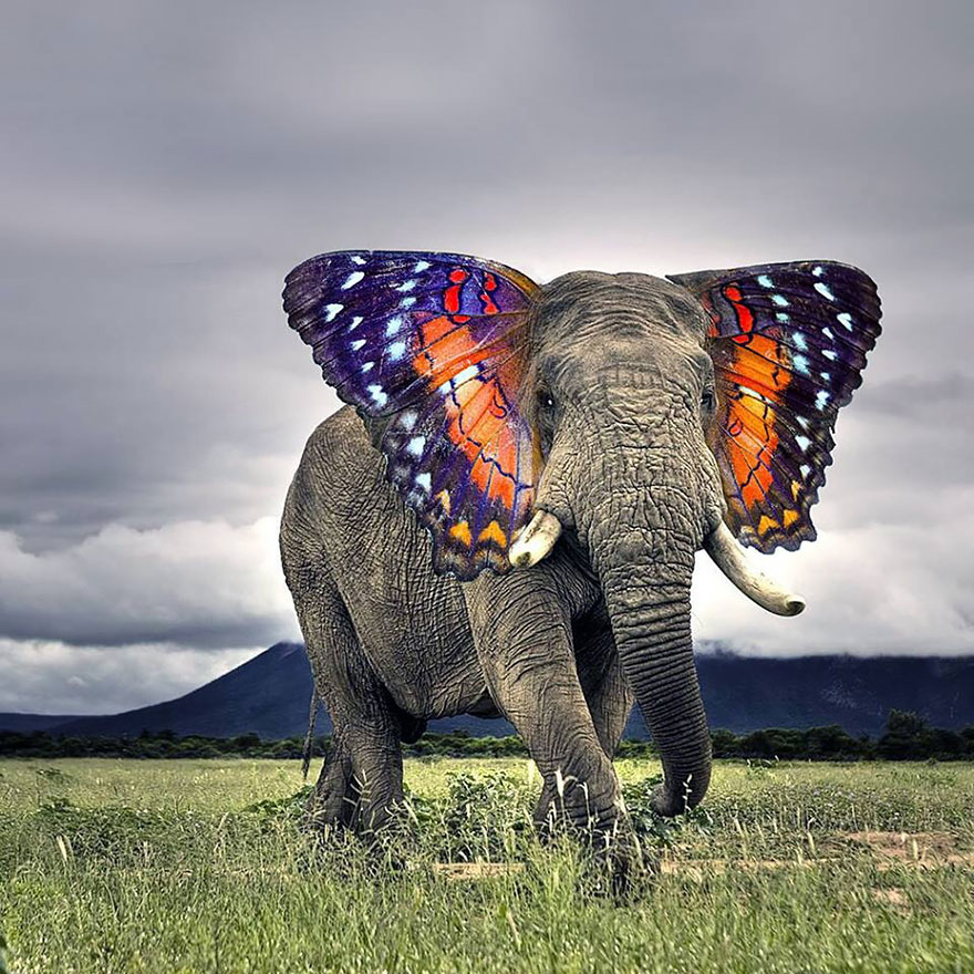 Butterphant