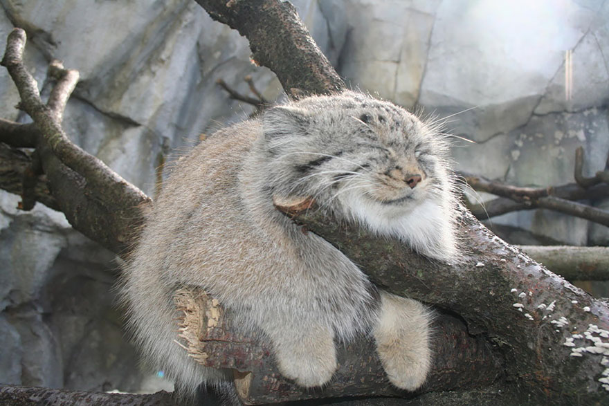 Pallas Cat (Otocolobus Manul)