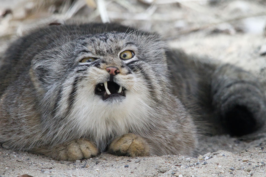 Pallas Cat (Otocolobus Manul)