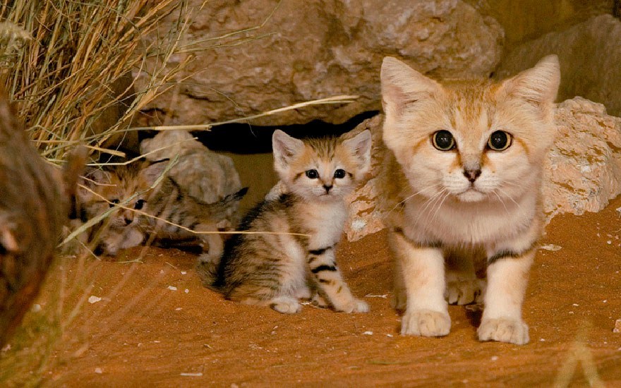 Sand Cat (Felis Margarita)