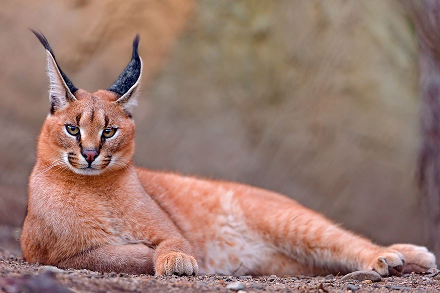 Caracal (Caracal Caracal)