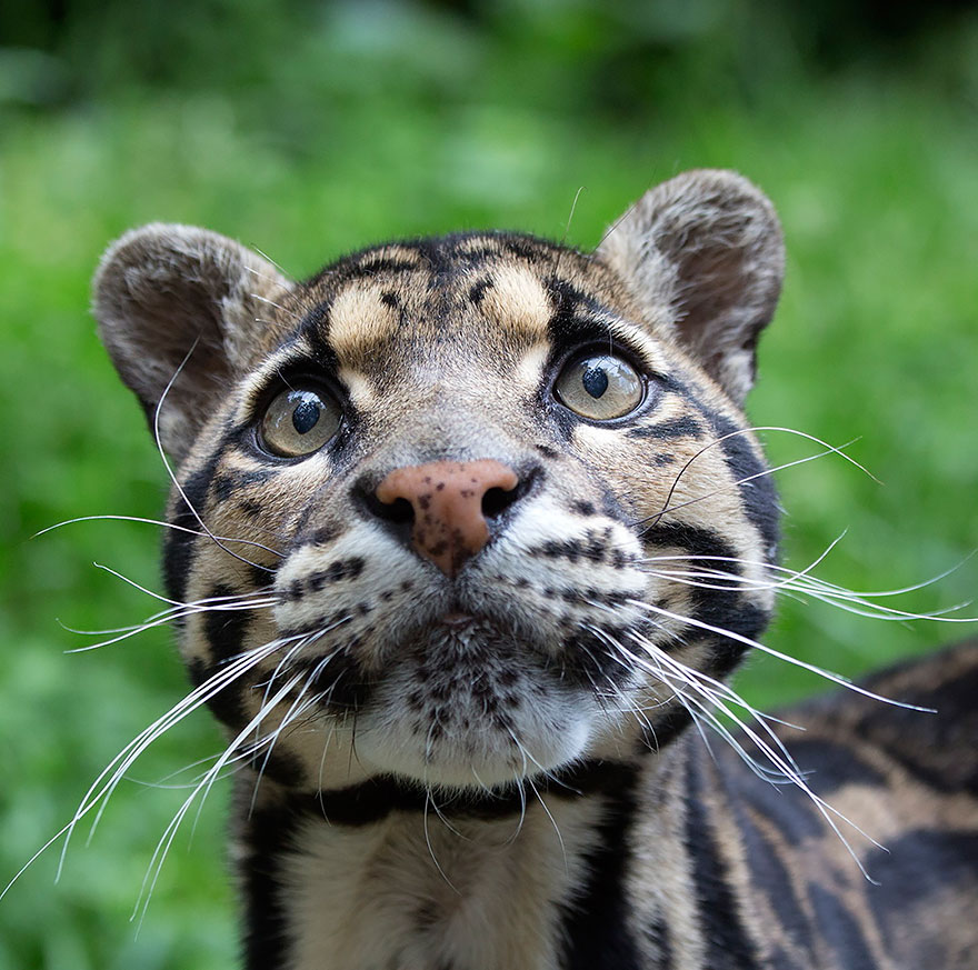 Clouded Leopard (Neofelis Nebulosa)