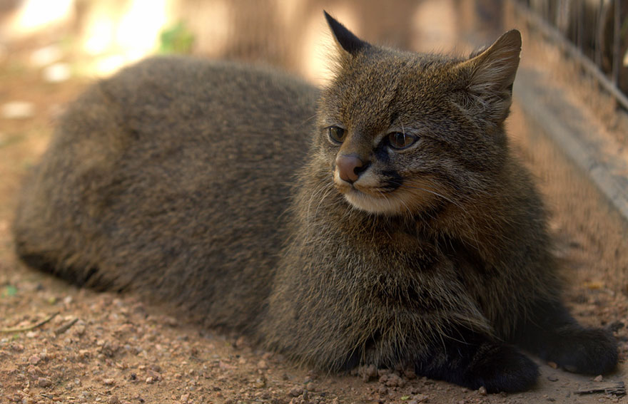 Pampas Cat (Leopardus Pajeros)