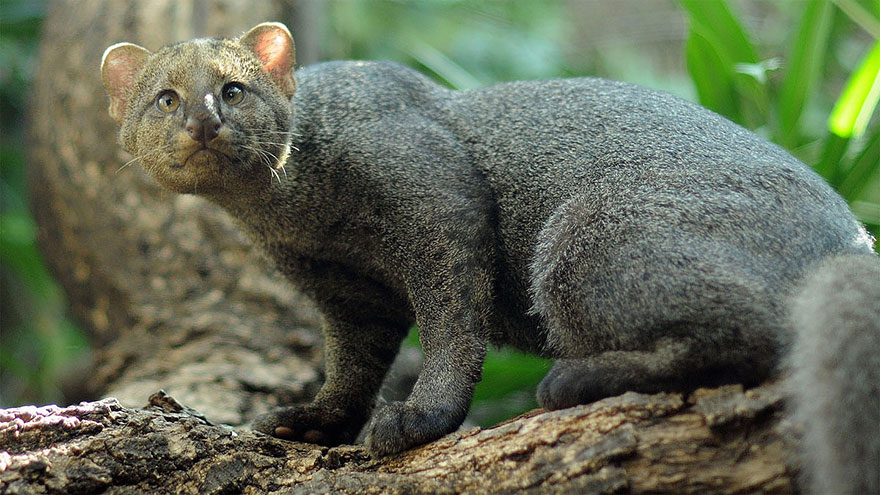 Jaguarundi