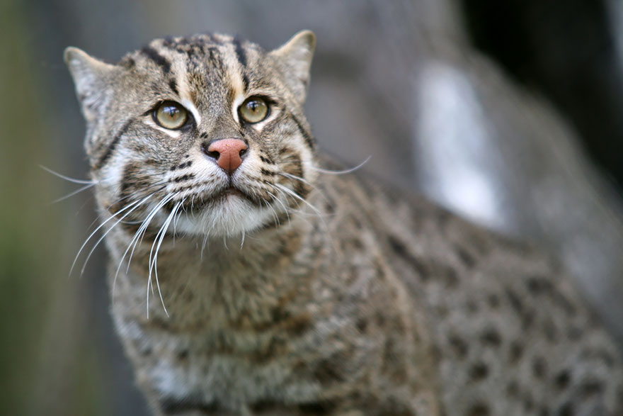 Fishing Cat (Prionailurus Viverrinus)