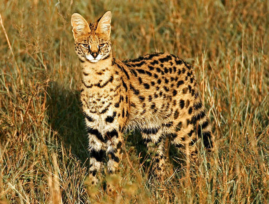 Serval (Leptailurus Serval)