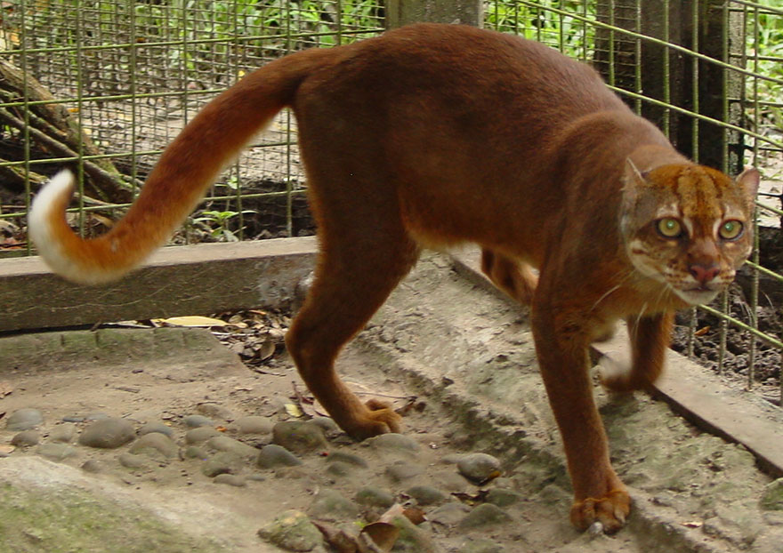 Bay Cat (Catopuma Badia)