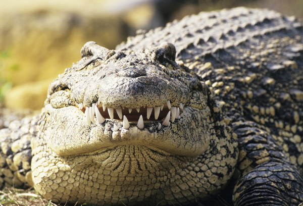 Cuban crocodile (Crocodylus rhombifer), showing teeth, close-up