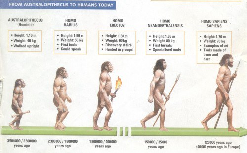 วิวัฒนาการของสายพันธุ์มนุษย์ตั้งแต่ในยุคออนตราโลพิเธคัสจนถึงปัจจุบัน