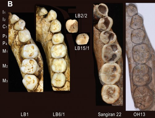 ลักษณะฟันขากรรไกรล่างของ H. floresiensis (LB) และ ตัวอย่างที่คัดเลือกมาของสปีชีส์มนุษย์ในยุคไพลสโตซีน: H. erectus ในยุคแรกเริ่ม (Sangiran) และ H. habilis (OH). 2015 Kaifu et al.