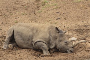 Northern White Rhinoceros