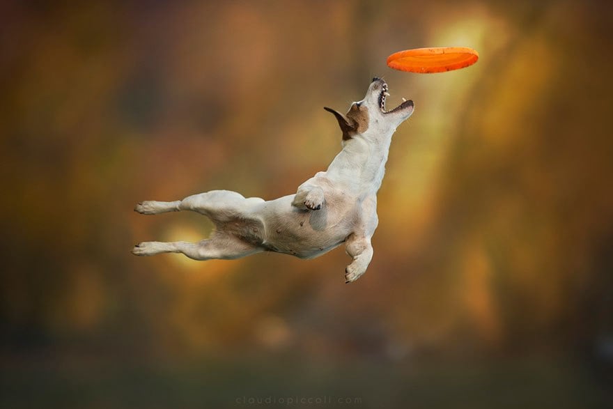 dogs-can-fly-10__880