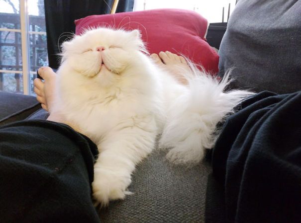 fluffy-cat-funny-pics-32__605