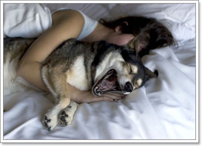 Dogilike.com :: รวมพฤติกรรมของผู้เลี้ยงที่ทำให้น้องหมา เสียหมา