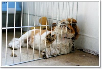 Dogilike.com :: รวมพฤติกรรมของผู้เลี้ยงที่ทำให้น้องหมา เสียหมา