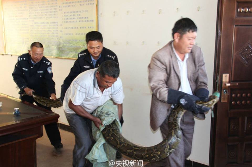 คนงานจีนพบงูหลามยาวเกือบ4เมตร จนท.รีบปล่อยคืนป่า