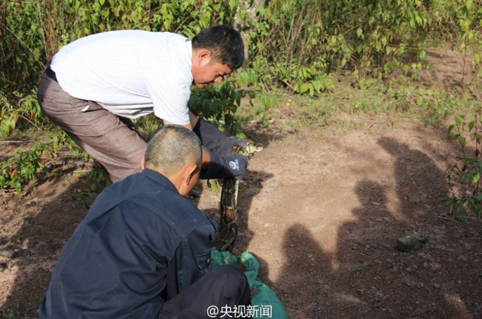 คนงานจีนพบงูหลามยาวเกือบ4เมตร จนท.รีบปล่อยคืนป่า