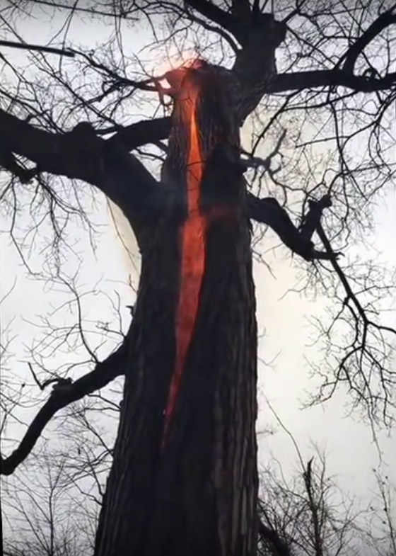ไฟออกมาจากในต้นไม้ สาเหตุที่เกิดเป็นเพราะอะไร วอนผู้รู้ช่วยตอบที (มีคลิป)