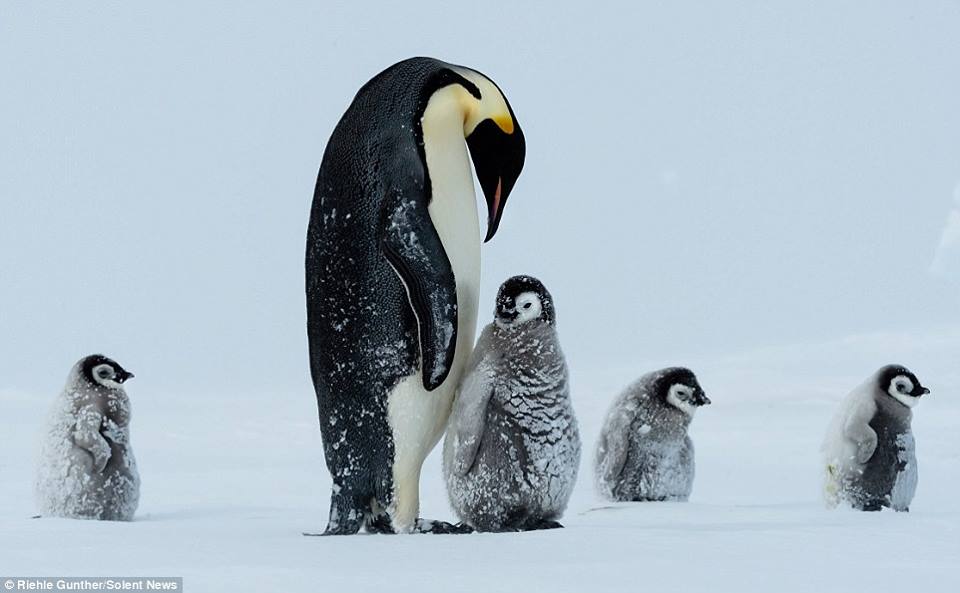 เพนกวินกอดกันต้านความหนาวจากพายุหิมะในแอนตาร์กติกา