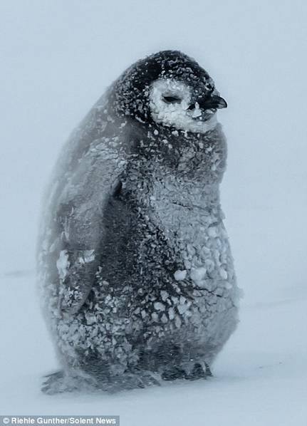 เพนกวินกอดกันต้านความหนาวจากพายุหิมะในแอนตาร์กติกา