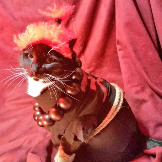 Cats in Cosplay Is The Cutest Thing Ever (14 pics)