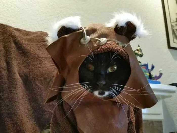 Cats in Cosplay Is The Cutest Thing Ever (14 pics)