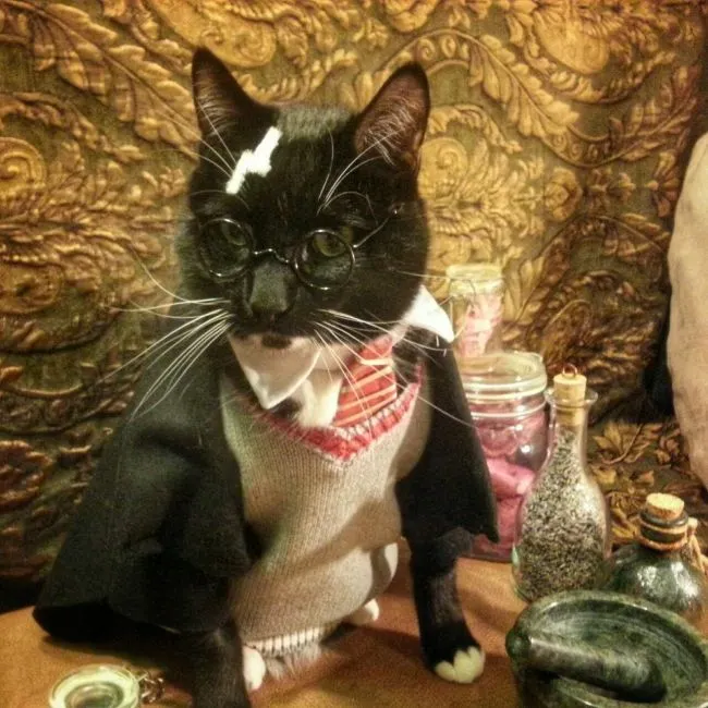 Cats in Cosplay Is The Cutest Thing Ever (14 pics)