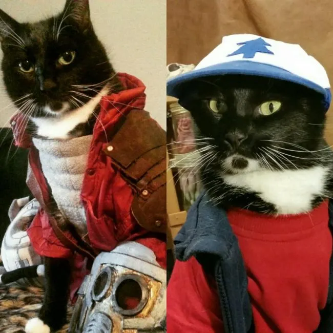 Cats in Cosplay Is The Cutest Thing Ever (14 pics)
