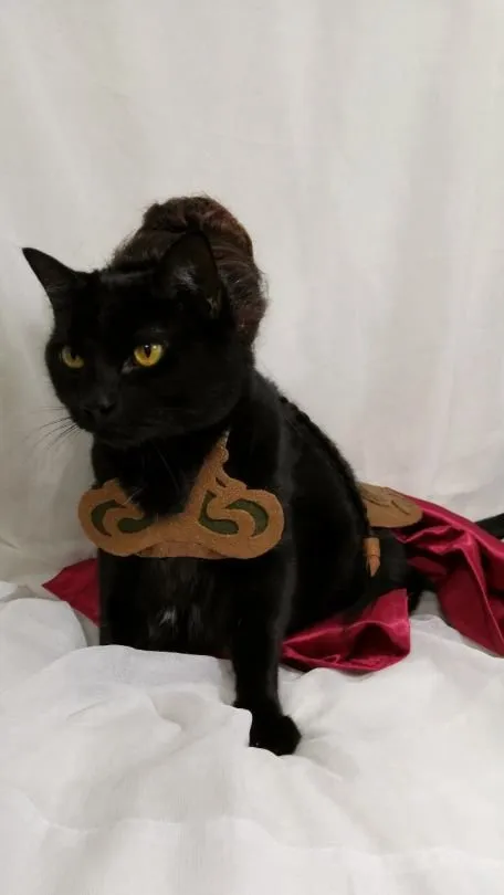 Cats in Cosplay Is The Cutest Thing Ever (14 pics)
