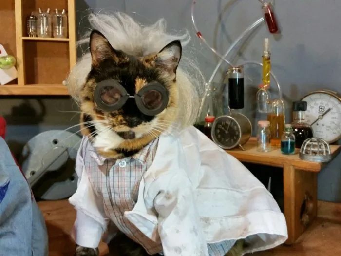 Cats in Cosplay Is The Cutest Thing Ever (14 pics)