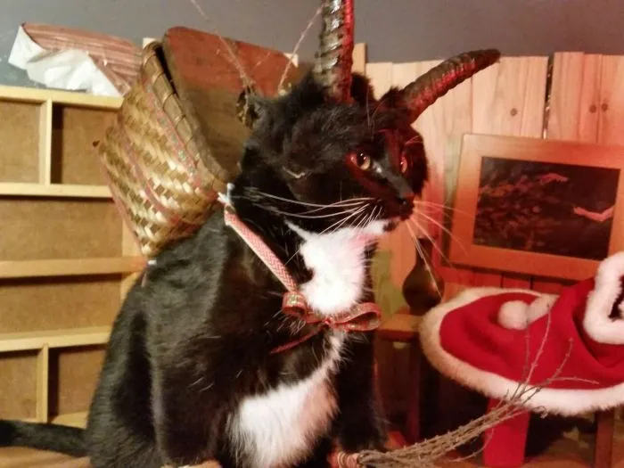 Cats in Cosplay Is The Cutest Thing Ever (14 pics)