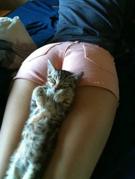 Photos That Will Make You Wish You Were Born An Animal (25 pics)