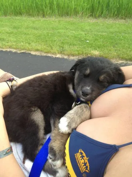 Photos That Will Make You Wish You Were Born An Animal (25 pics)