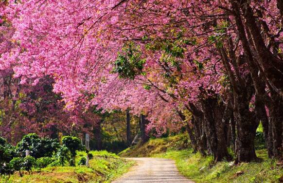 เมืองไทยสวยงามไม่แพ้ชาติใดในโลก