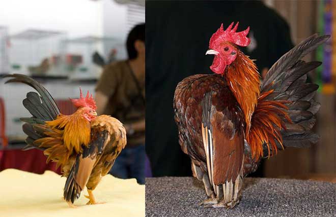 ไก่ซารามอ (THE SERAMA) ไก่ที่มีขนาดเล็กที่สุดในโลก