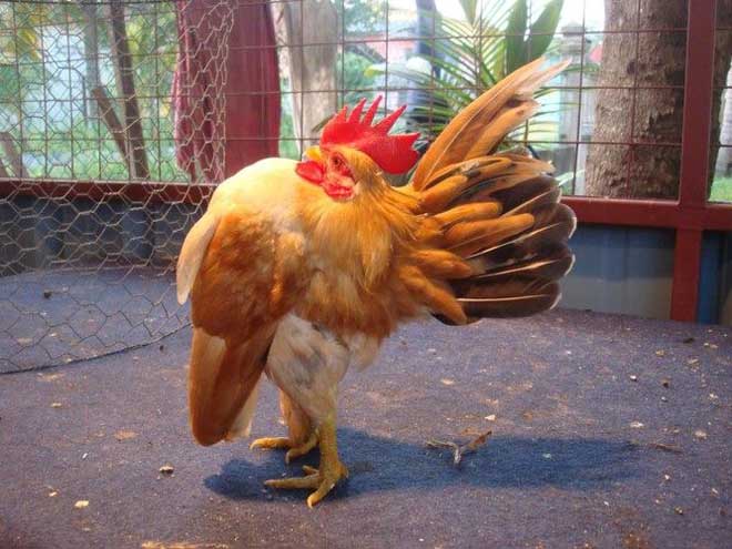 ไก่ซารามอ (THE SERAMA) ไก่ที่มีขนาดเล็กที่สุดในโลก