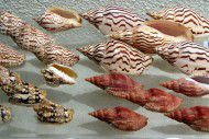 พิพิธภัณฑ์เปลือกหอย กรุงเทพ มหัศจรรย์แห่งสีสันจากธรรมชาติ