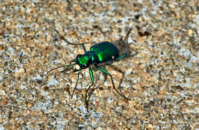 มารู้จัก! ด้วงเสือ (TIGER BEETLE) สิ่งมีชีวิตที่เคลื่อนที่ได้เร็วที่สุดในโลก