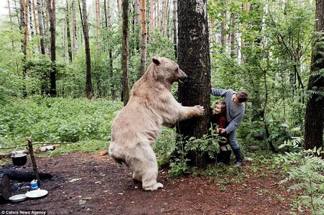 นี่คือ STEPAN หนึ่งในหมีที่เชื่องที่สุดในโลก ตัวมันใหญ่มาก