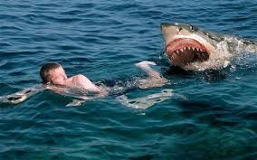แกล้งคน กวนๆ ปลอมเป็นฉลามลงไปว่ายน้ำ ฮาๆ